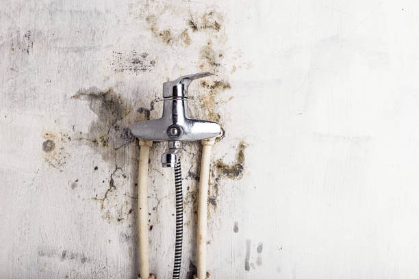 Best Local Mold Removal Service  in Wakefield, MI