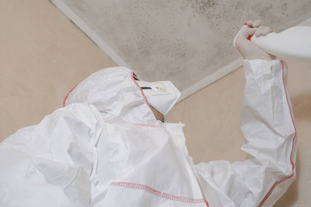 Best Mold Damage Repair  in Wakefield, MI