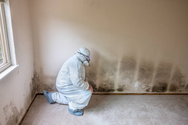 Best Office Mold Removal Services  in Wakefield, MI