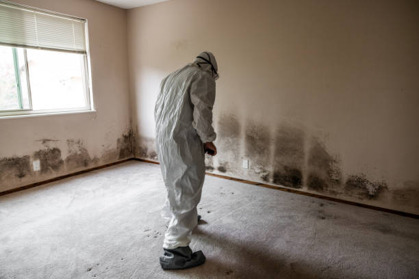 Best Commercial Mold Removal  in Wakefield, MI