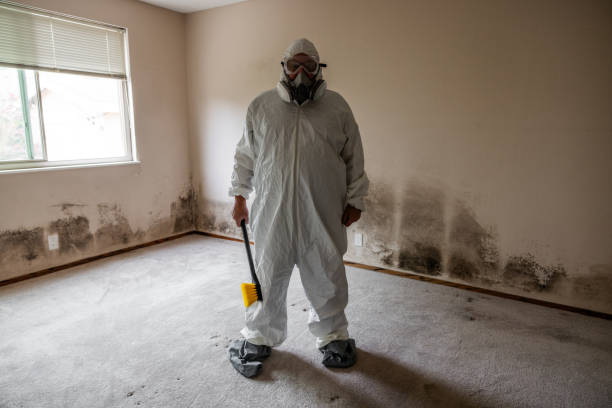 Best Home Mold Removal  in Wakefield, MI